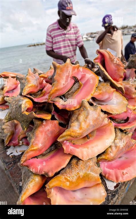 conch fish|Conch .